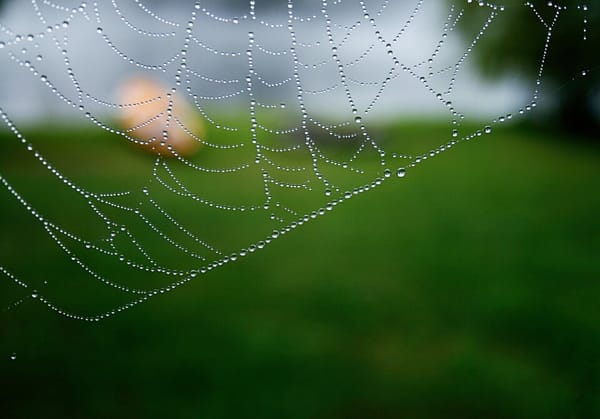 A spider web with dew accumulating across its structure with an unfocused green grass-like background